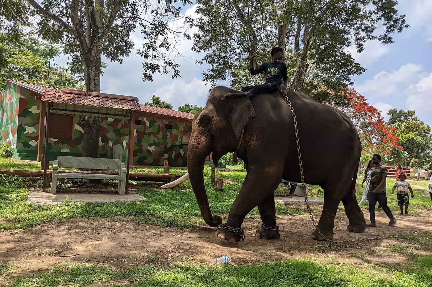 Elephant and mahout at Dubare Elephant Camp on the banks of the Kaveri